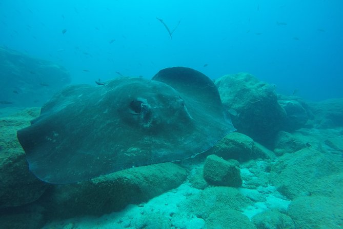 Tenerife First Time Scuba Dive – Turtle Habitat, Small Groups - Age rules and practical limits