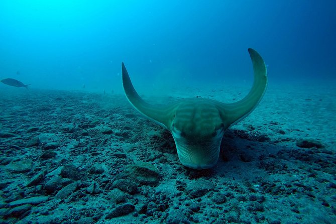 Tenerife First Time Scuba Dive – Turtle Habitat, Small Groups - The boat ride to the coastal site
