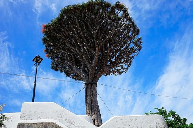 Tenerife Full Island Tour - Puerto de la Cruz: your best chance to slow down