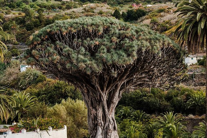 Tenerife Grand Tour: including Teide National Park and Masca - Is $66.08 good value?