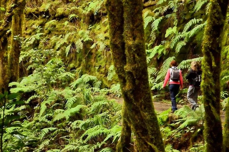 Tenerife: Guided tour guide in the Anaga Rural Park - Key points at a glance