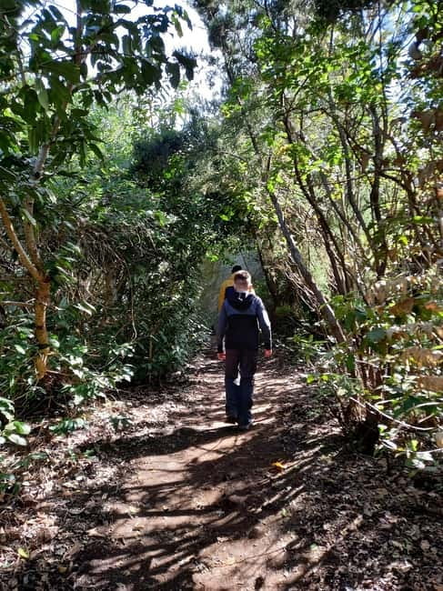 Tenerife: Guided tour guide in the Anaga Rural Park - Why Anaga’s laurel forest is worth your morning