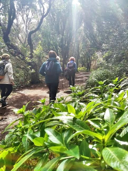 Tenerife: Guided tour guide in the Anaga Rural Park - Following the Bosque de los Enigmas trail