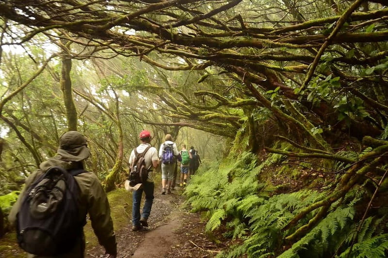 Tenerife: Guided tour guide in the Anaga Rural Park - What the guide adds among the trees