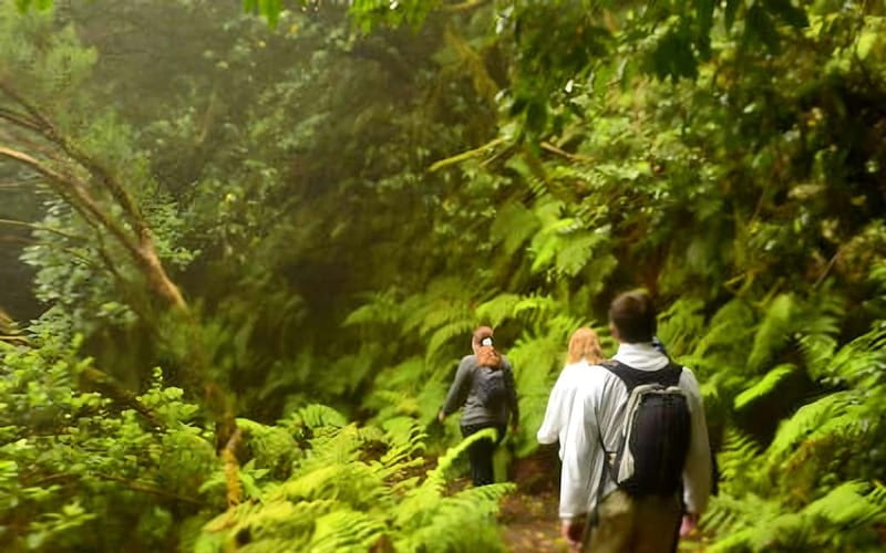 Tenerife: Guided tour guide in the Anaga Rural Park - Starting at Cruz del Carmen