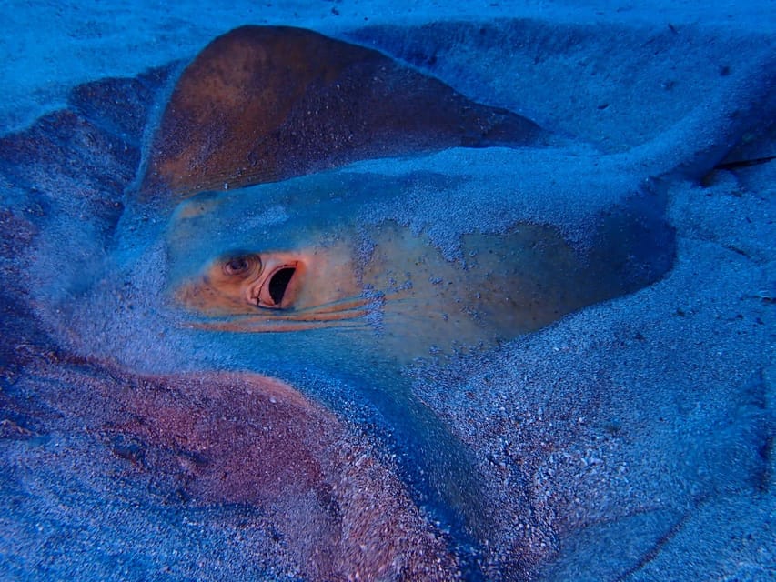 Tenerife: Half-Day Snorkeling Tour - Should You Book the Abades Bay Snorkeling Tour?