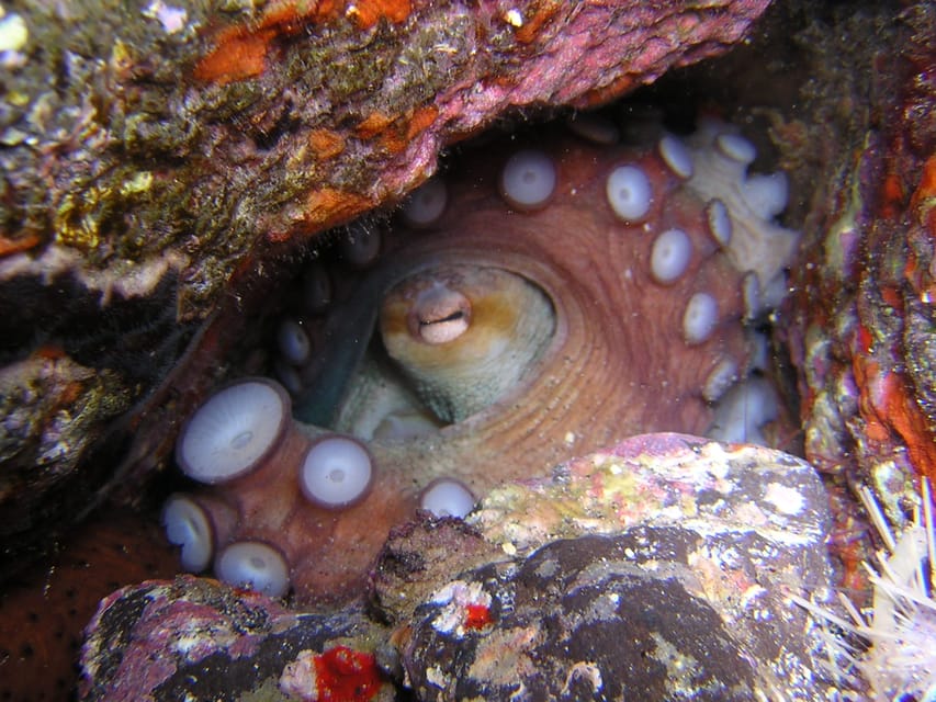 Tenerife: Half-Day Snorkeling Tour - Marine Life You Might See