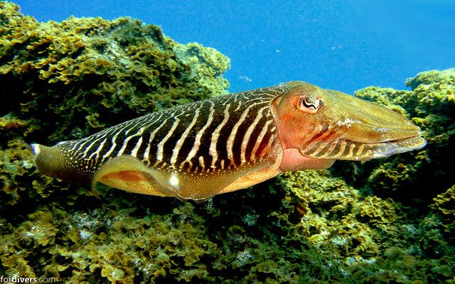 Tenerife: Half-Day Snorkeling Tour - Is $69 a Fair Price?