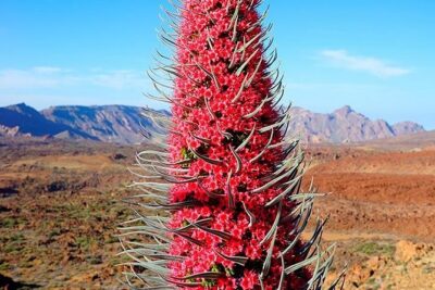 Tenerife Highlights Full-Day Tour