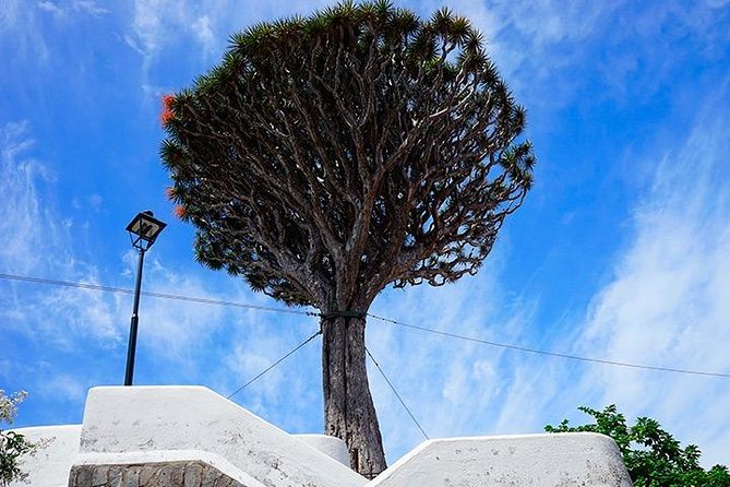 Tenerife Highlights Full-Day Tour - Masca Valley and the road that makes the trip memorable