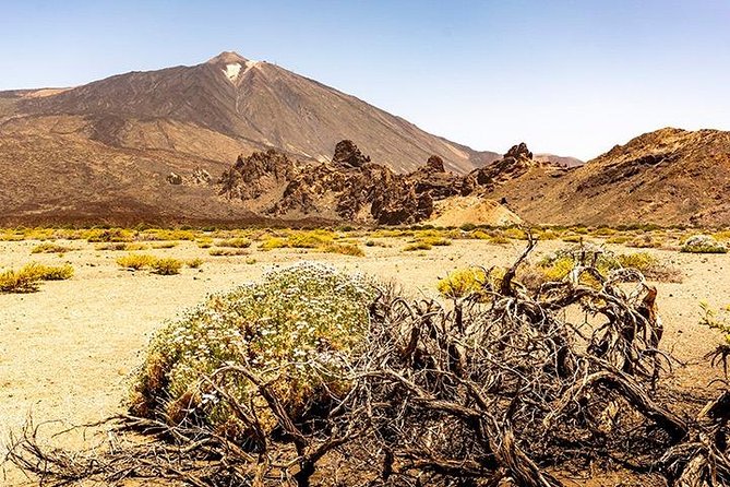 Tenerife Highlights Full-Day Tour - The guide and coach ride matter more than usual