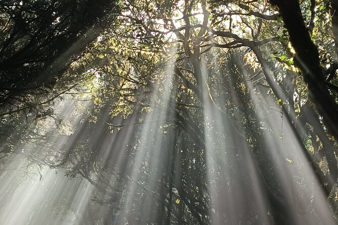 Tenerife: Hiking Tour in Anaga Mountains and Enchanted Forest - Pickup from Tenerife’s south and east coast