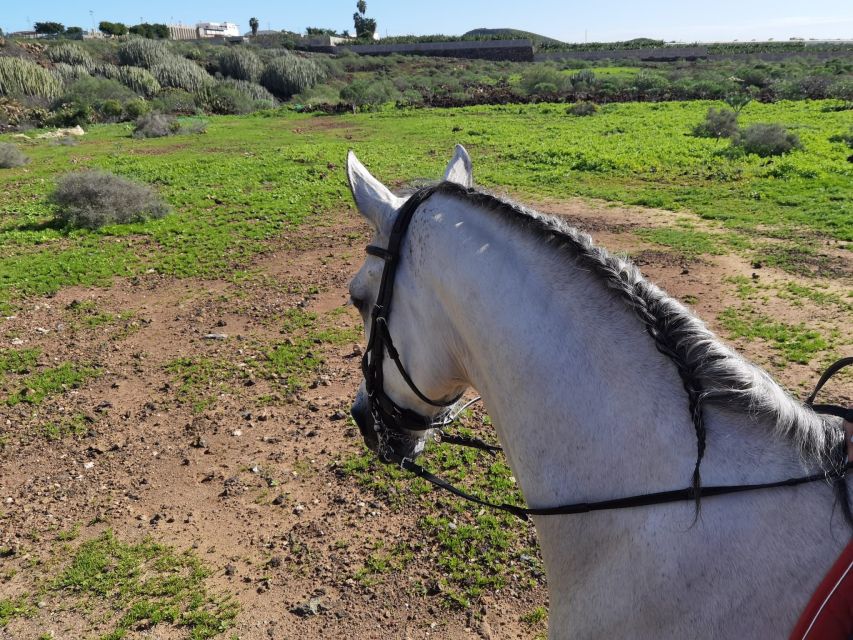 Tenerife: Horseback Ride with Instructor - Should you book it?