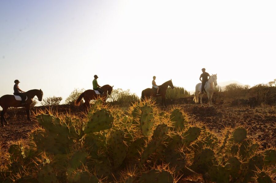 Tenerife: Horseback Ride with Instructor - One hour through cacti, lava, and mountain views