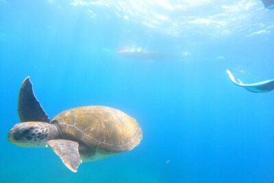 Kayak and snorkel with marine life safari