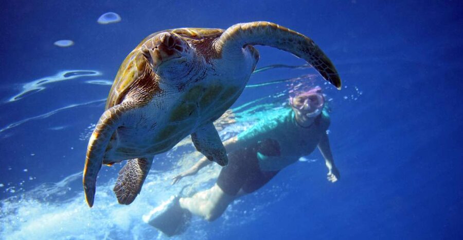 Tenerife: Kayak and Snorkel with Turtles, Wetsuits Included - Kayaking from Los Cristianos in search of dolphins