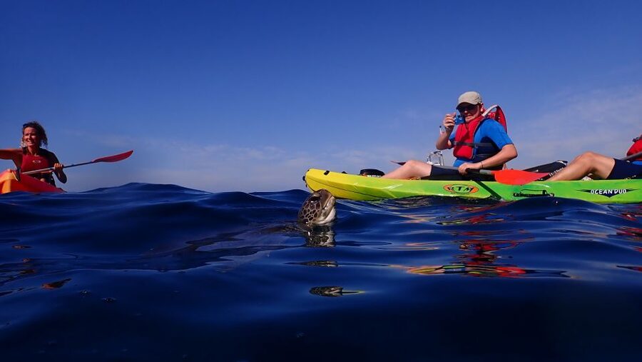 Tenerife: Kayak and Snorkel with Turtles, Wetsuits Included - Should you book the kayak and turtle tour?