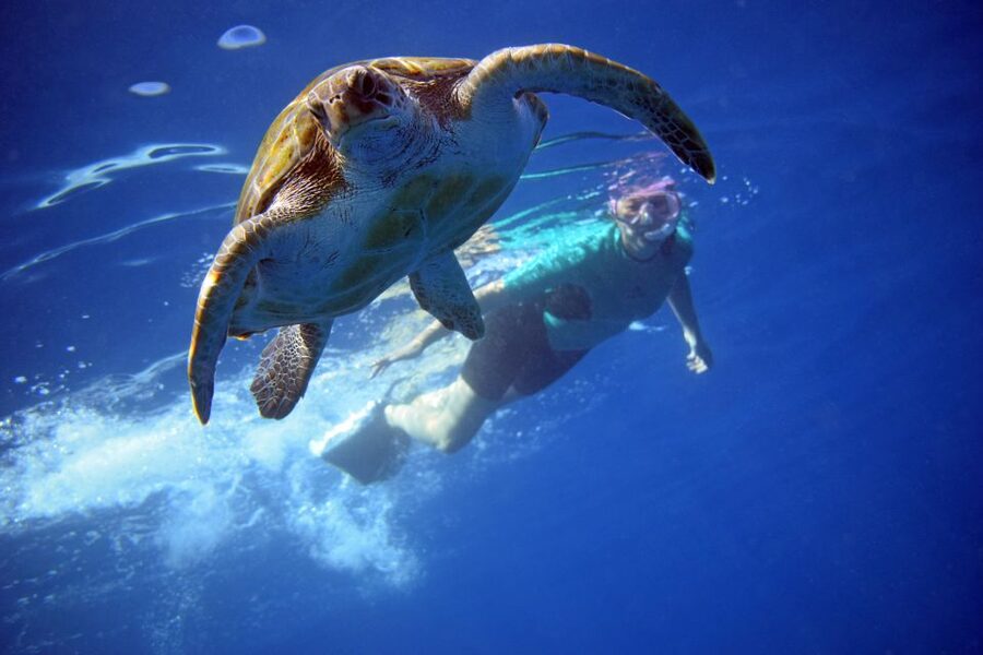 Tenerife: Kayak and Snorkel with Turtles, Wetsuits Included - What the three-hour schedule feels like