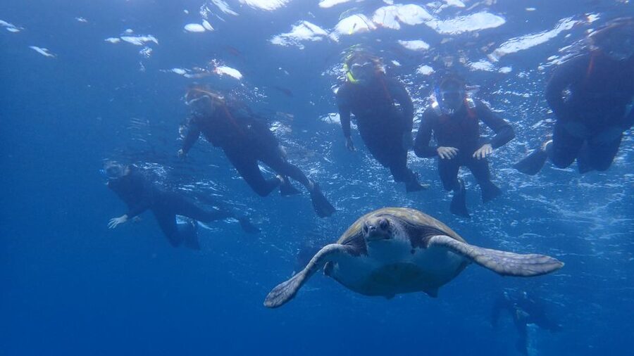 Tenerife: Kayak and Snorkel with Turtles, Wetsuits Included - The guides make a real difference