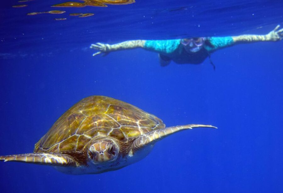 Tenerife: Kayak and Snorkel with Turtles, Wetsuits Included - Kayak comfort, physical effort, and practical limits