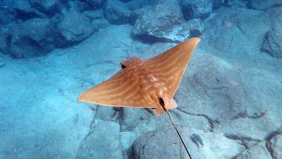 Tenerife: Kayak and Snorkel with Turtles, Wetsuits Included - Booking, cancellation, and the small details that matter
