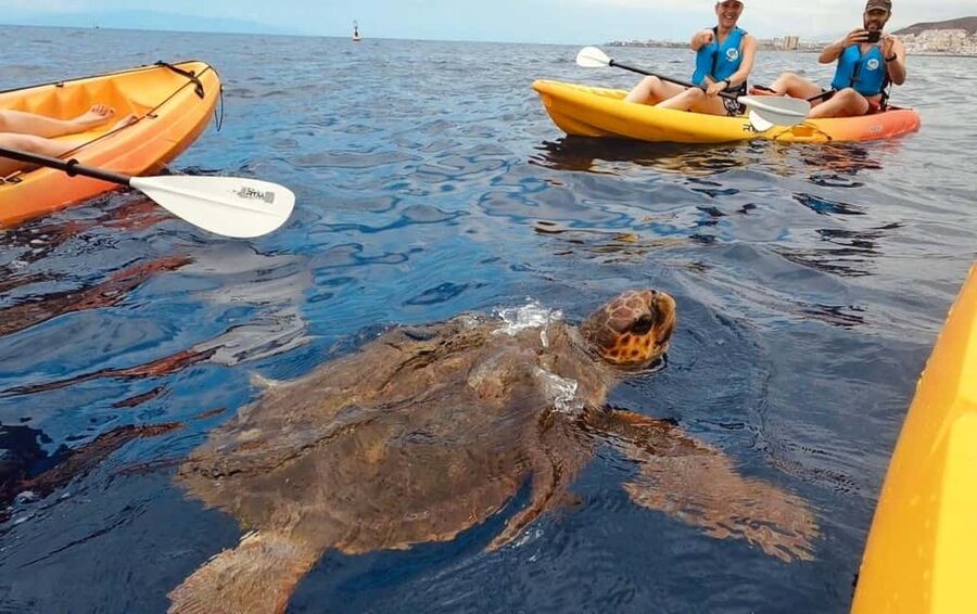 Tenerife: Kayak Safari and Sea Turtle Snorkeling with Photos - Key points to know before you paddle out