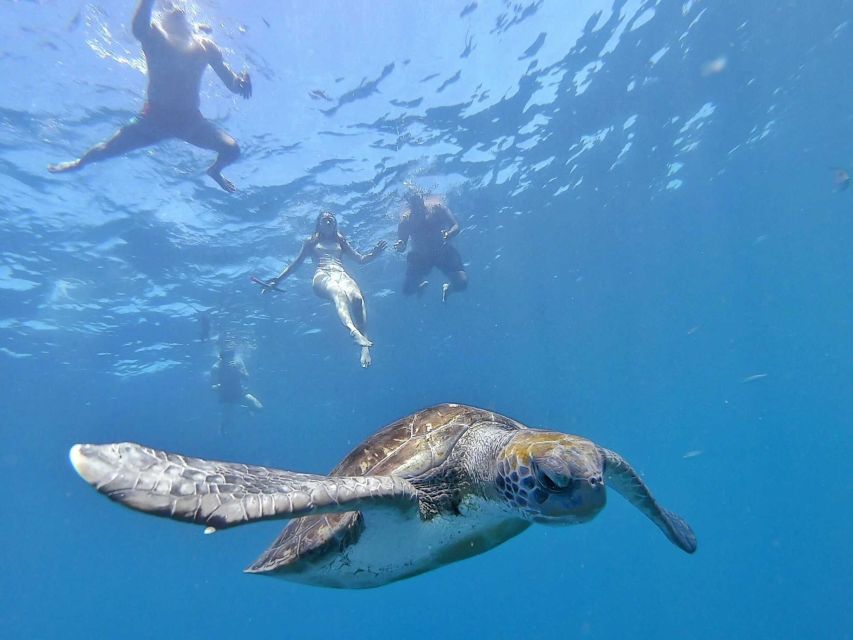 Tenerife: Kayak Safari and Sea Turtle Snorkeling with Photos - Weather, wildlife, and the backup plan