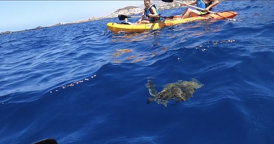 Tenerife: Kayak Safari and Sea Turtle Snorkeling with Photos - From Los Cristianos beach toward the Guaza cliffs