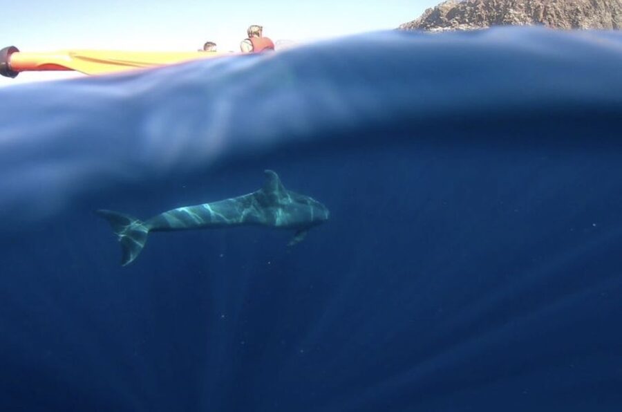 Tenerife: Kayak Safari and Sea Turtle Snorkeling with Photos - A closer look at the Guaza coast