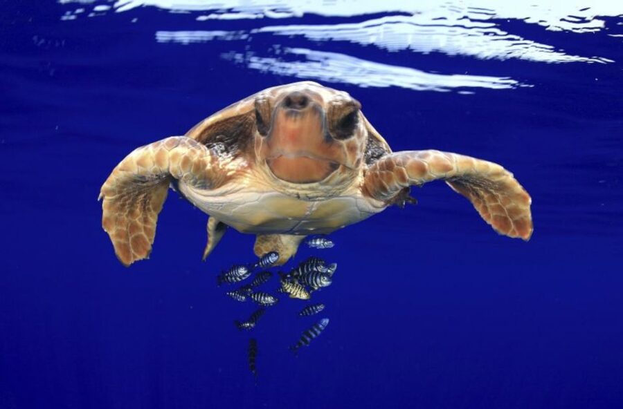 Tenerife: Kayak Safari and Sea Turtle Snorkeling with Photos - What the $29 price really includes