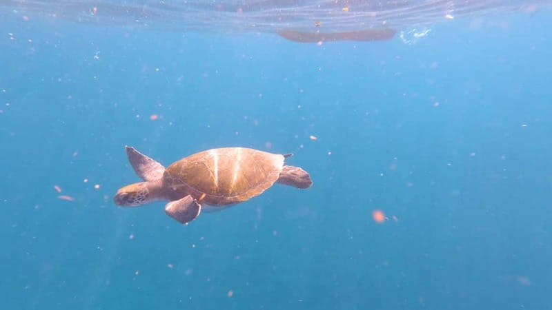 Tenerife: Kayak & Snorkeling Tour - Small Groups - The 30-minute paddle back to Los Cristianos