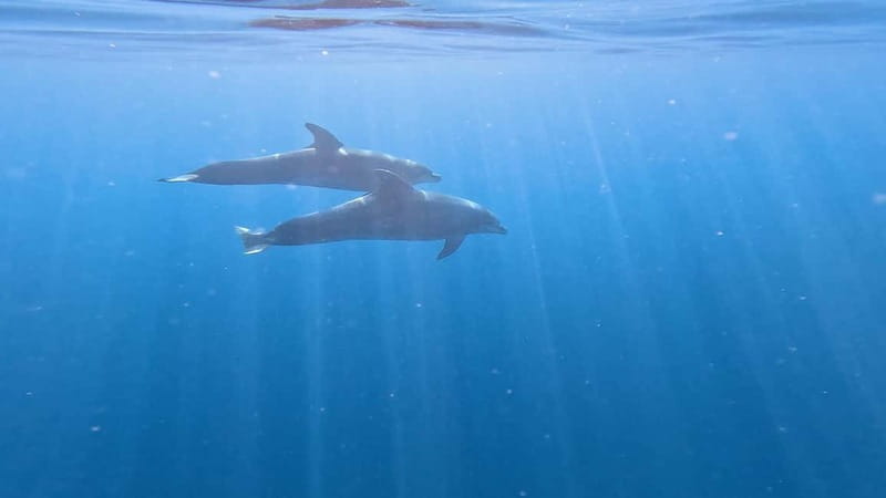 Tenerife: Kayak & Snorkeling Tour - Small Groups - Who should book this Tenerife kayak tour