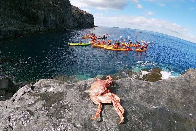 Tenerife Kayak Tour with Marine Wildlife Spotting and Snorkeling - Stable kayaks for a first outing
