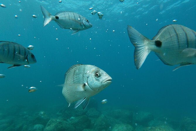 Tenerife Kayak Tour with Marine Wildlife Spotting and Snorkeling - The snorkeling stop near the south coast