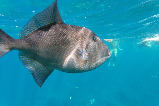 Tenerife Kayak Tour with Marine Wildlife Spotting and Snorkeling - Is $42.05 good value?