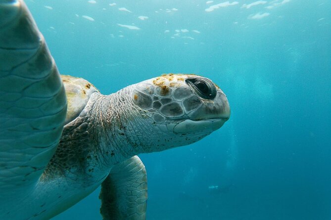Tenerife Kayak Tour with Marine Wildlife Spotting and Snorkeling - What to bring and how to prepare