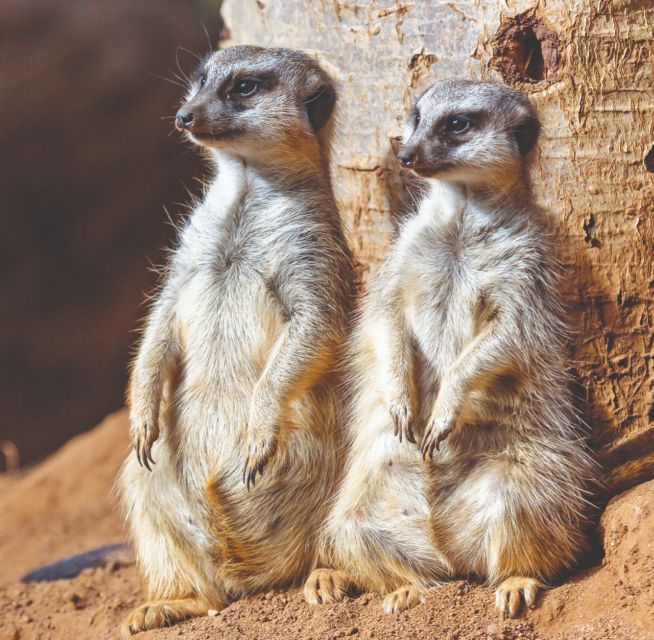 Tenerife: Loro Parque Entry Ticket - Key points to know before you go