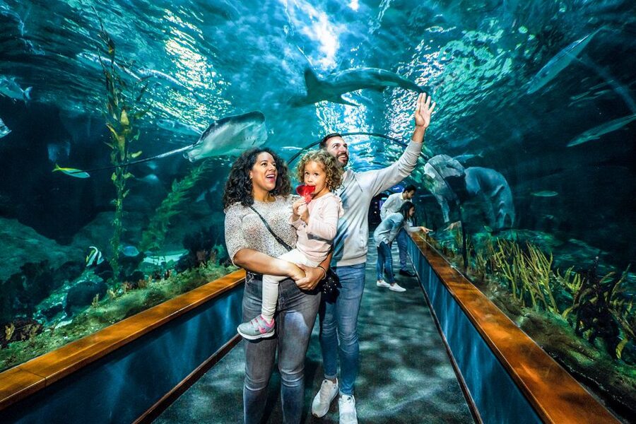 Tenerife: Loro Parque Entry Ticket - The parrot presentation and free-flying birds