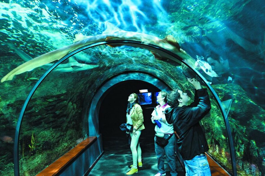 Tenerife: Loro Parque & Siam Park Entry Ticket with Transfer - Booking details worth getting right