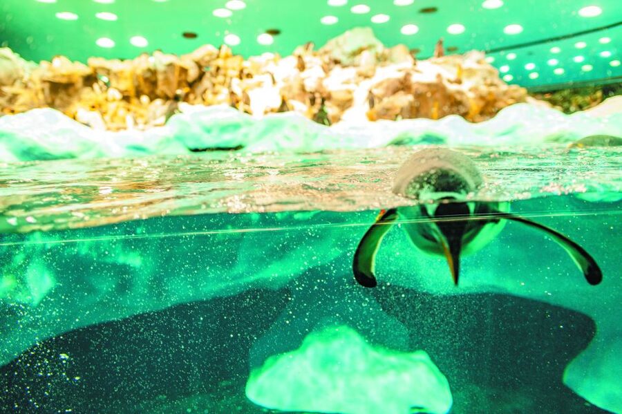 Tenerife: Loro Parque & Siam Park Entry Ticket with Transfer - Making the most of Loro Parque