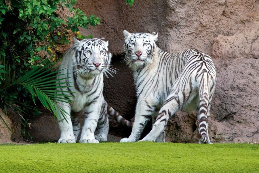 Tenerife: Loro Parque & Siam Park Entry Ticket with Transfer - What is included, and what costs extra