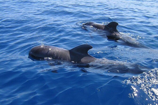Tenerife Los Cristianos: Whale and Dolphin Eco-Yacht and Swim Stop - What You Are Really Booking for $18.10