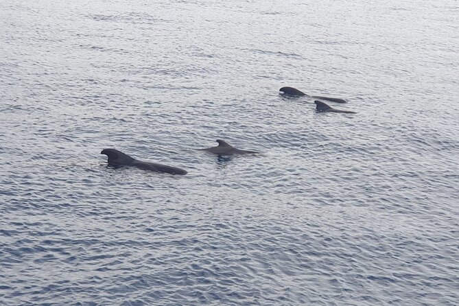 Tenerife Los Cristianos: Whale and Dolphin Eco-Yacht and Swim Stop - Leaving Los Cristianos for the Palm Mar Coast