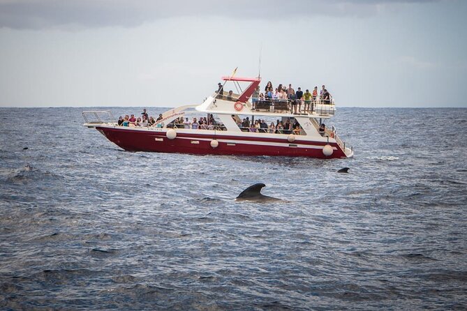 Tenerife Los Cristianos: Whale and Dolphin Eco-Yacht and Swim Stop - How the Boat Feels at Sea