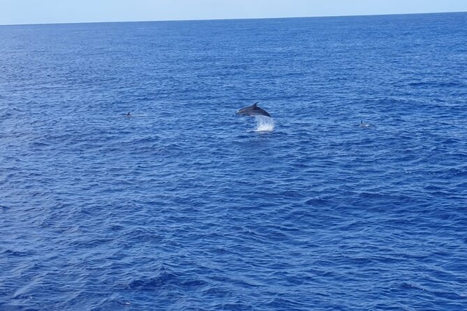 Tenerife Los Cristianos: Whale and Dolphin Eco-Yacht and Swim Stop - Choosing the Best Departure