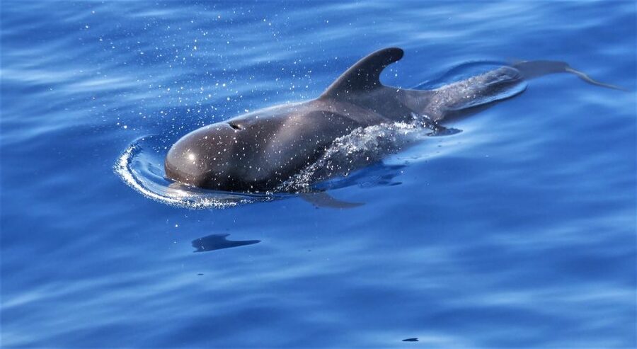 Tenerife: Los Gigantes Whale Watching Cruise by Sail Boat - Key points at a glance