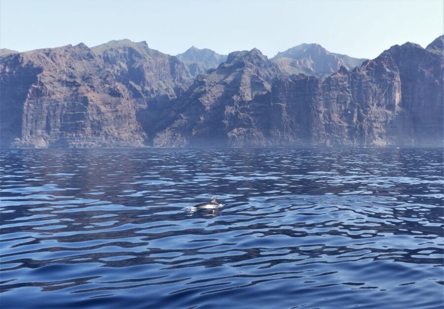 Tenerife: Los Gigantes Whale Watching Cruise by Sail Boat - How the $88 price measures up