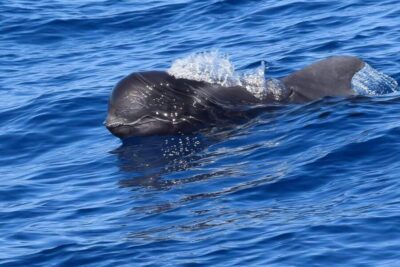 Luxury Private Whale & Dolphin Watching Tour