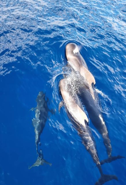 Tenerife: Marine-Life Tour with Transfer, Buffet and Drinks - Food and drinks on the Monte Cristo