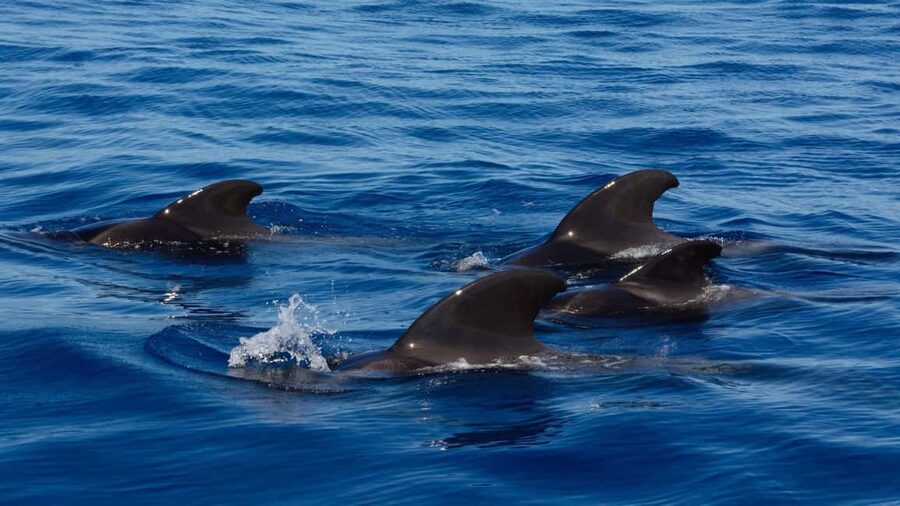 Tenerife: Ocean Pack Jet Ski and Yacht Whale Watching - Swimming, Snorkeling, and Time in a Sheltered Bay